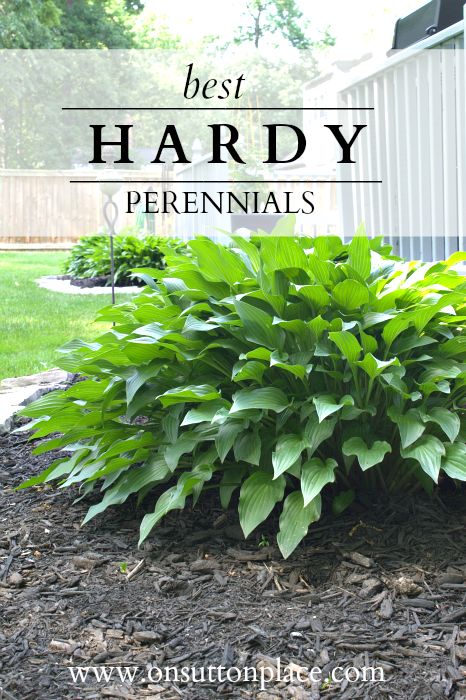 10 Best Hardy Perennial Flowers