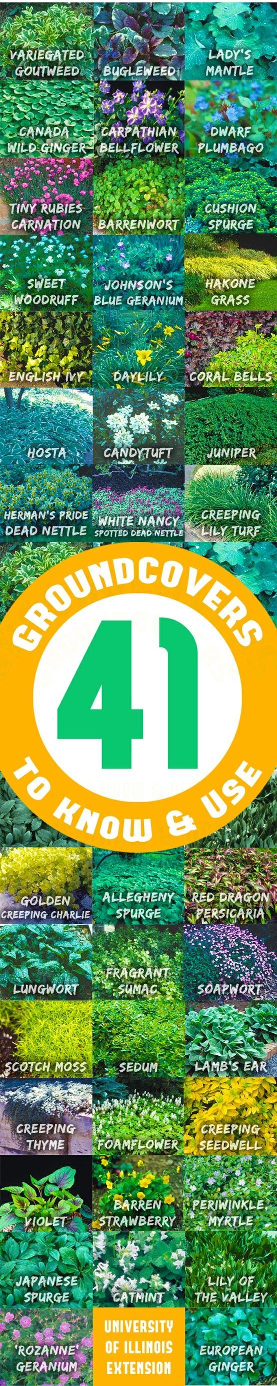 41 Groundcovers to Know & Use
