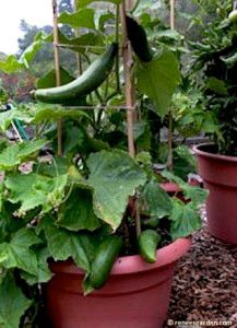 5 Best Container Vegetables for Beginning Gardeners