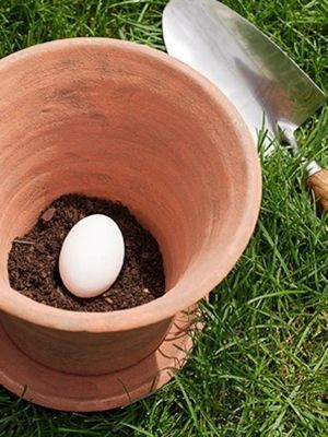 Place one uncracked raw egg in the pot — as it decomposes, it will serve as a ...