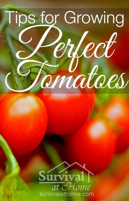 Tips for Growing Tomatoes That Are Perfect Every Time!