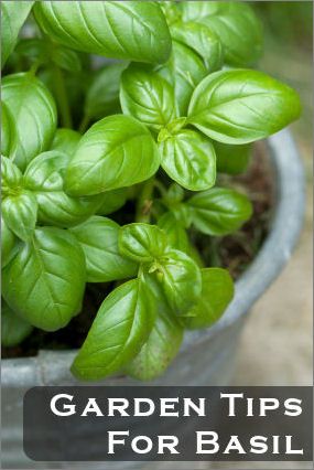 Tips for growing basil, indoors and out.