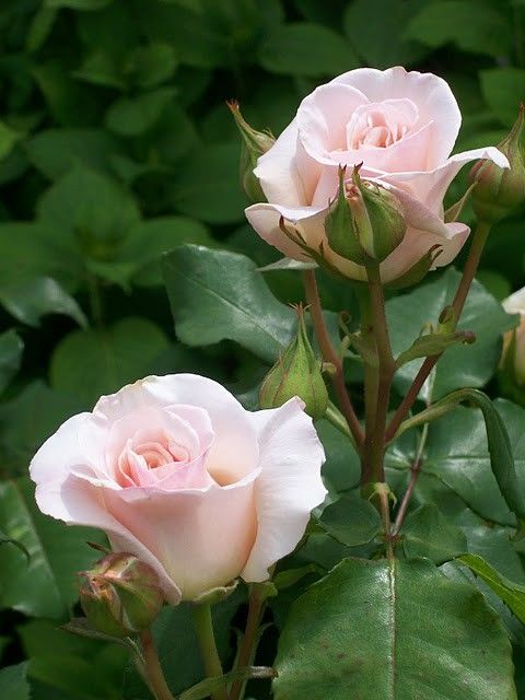 David Austin's French Lace Rose