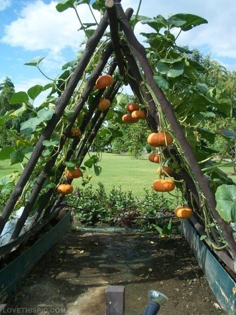 Pumpkin trellis idea--how fun (and functional) would this be as a natural #play ...
