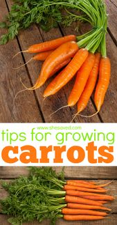 Tips for Growing Carrots