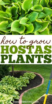 How to Grow Hostas Plants