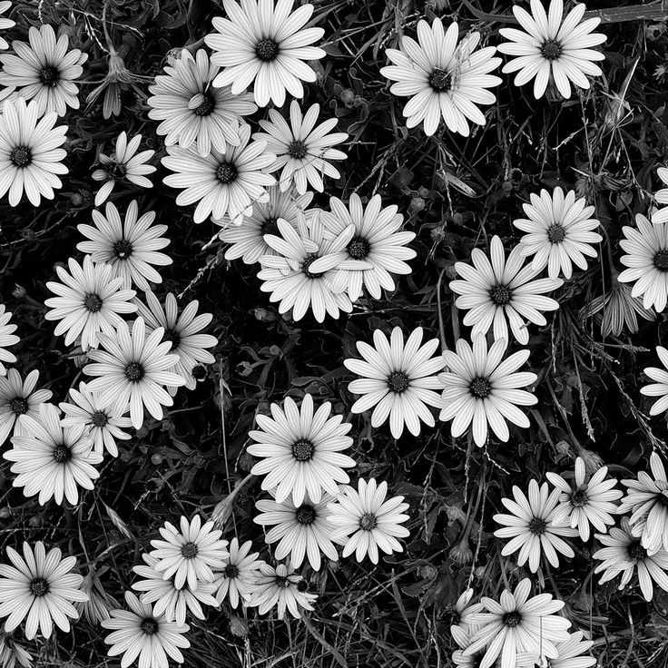 Black and White Flowers - A Study in Form