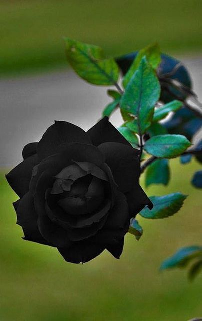 There are naturally occurring black roses. They grow only in one place, a small village in turkey called Halfeti. And they only appear black in the summer months. more: http://ift.tt/M688g7