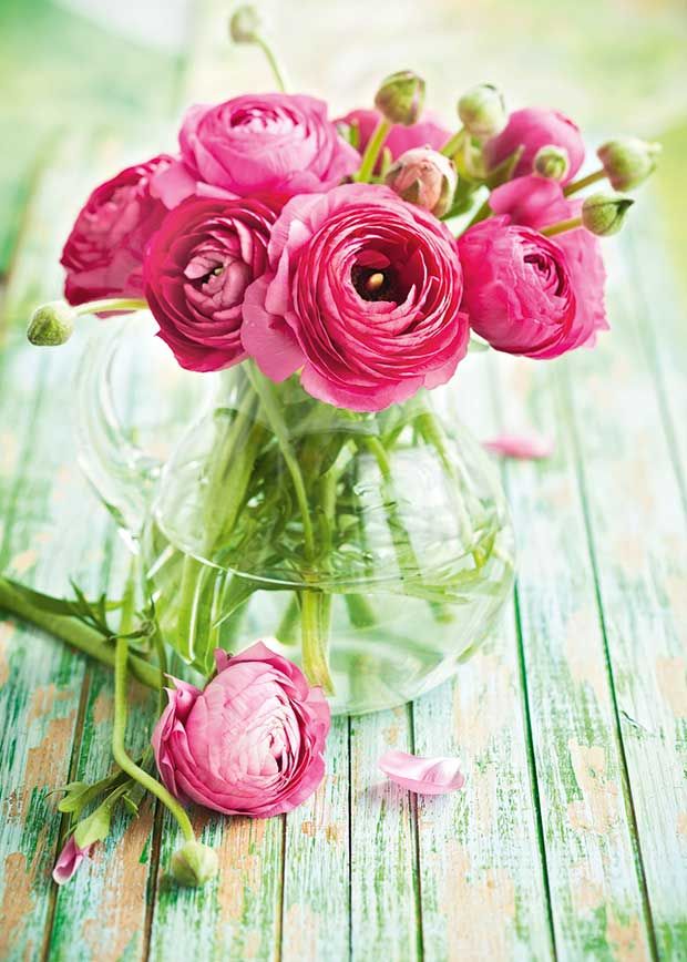 The best time to plant spring flowers anenomes and ranunculus