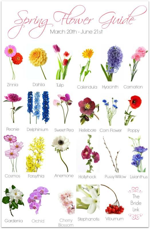 Spring Wedding Flower Guide
